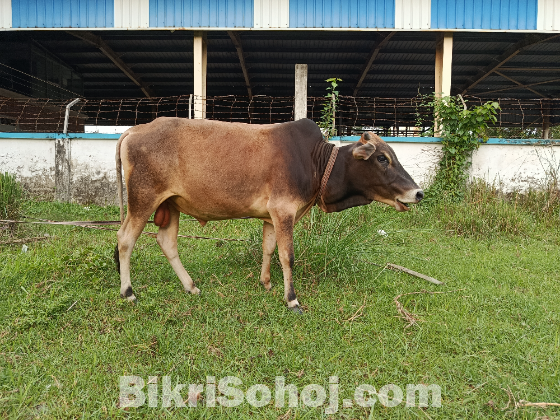 দেশি ষাড় গরু